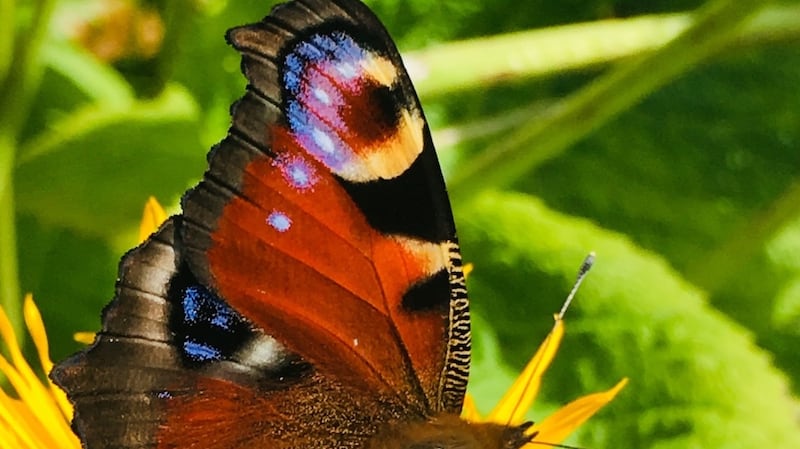 Peacock butterfly