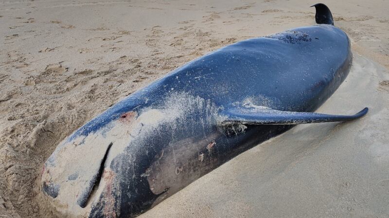 A long-finned pilot whale, a member of the dolphin family, found on Thallabawn Beach in Co Mayo