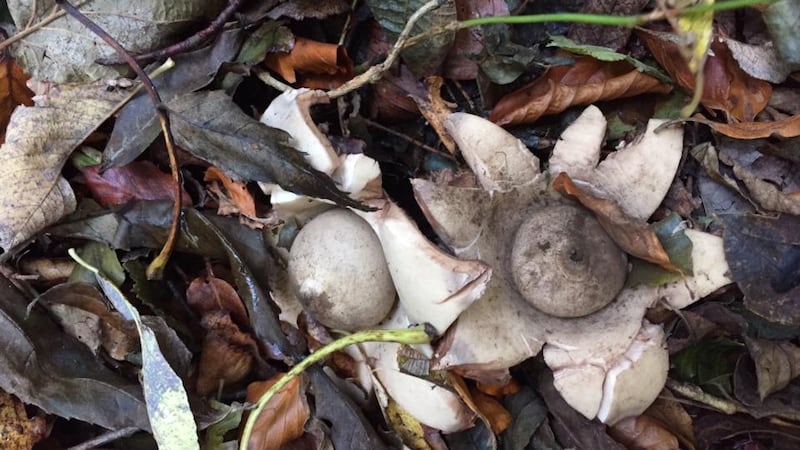 An earthstar, Geastrum spp.