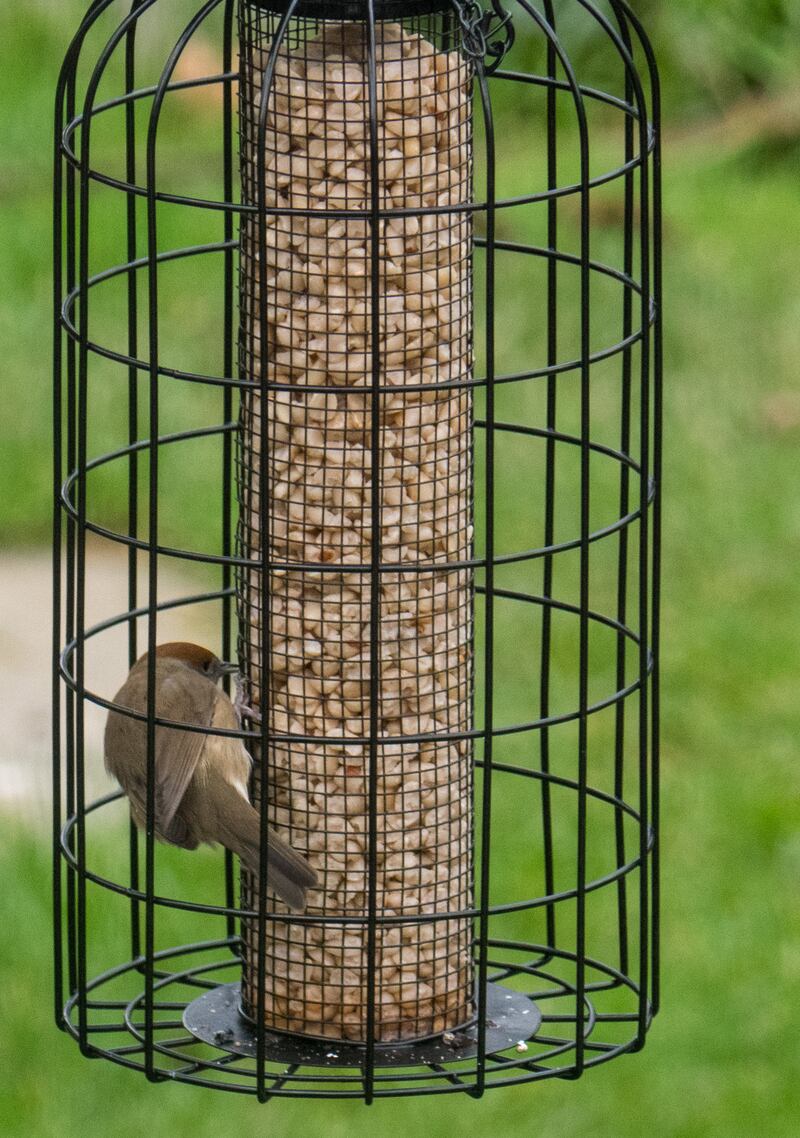 Male blackcap. Photograph: Rosaleen Power