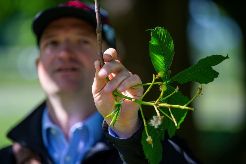Leif Barry examines a horse chestnut tree branch. Photograph: Tom Honan/The Irish Times