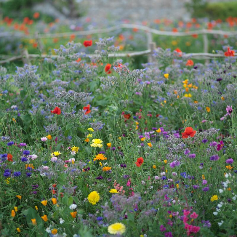 Meadows in flower in Airfield Gardens in Dundrum, Dublin. Photograph: Richard Johnston