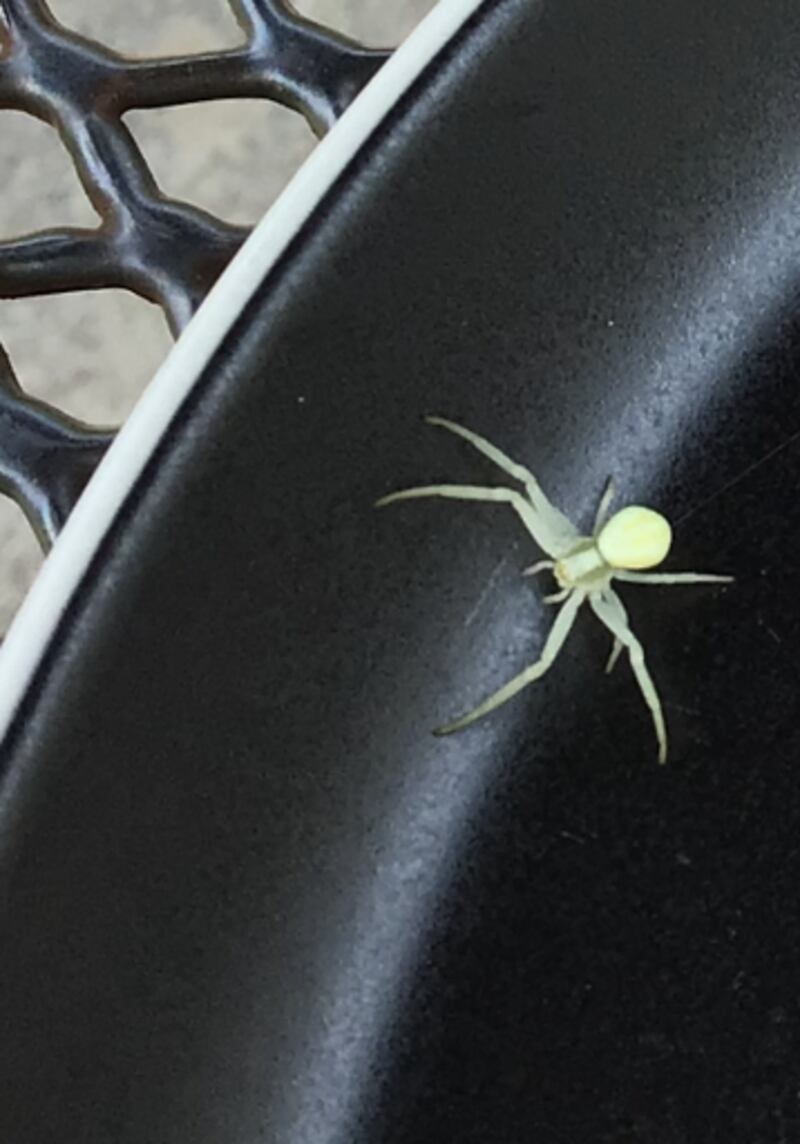 Flower crab spider, Misumena vatia. Photograph: Donal O'Connor