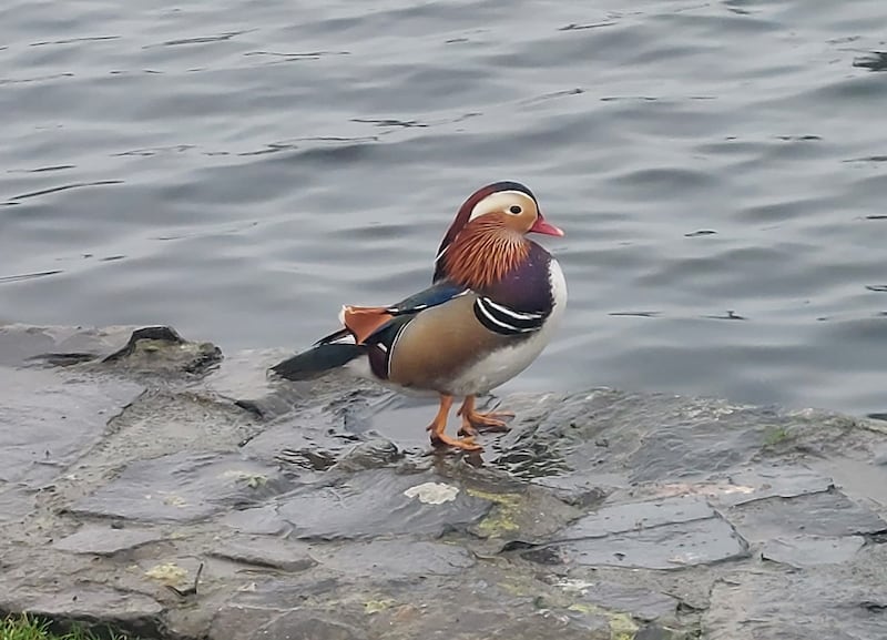 Male mandarin duck