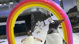 What are we to deduce from a couple of gay penguins going through highs and lows of life together?