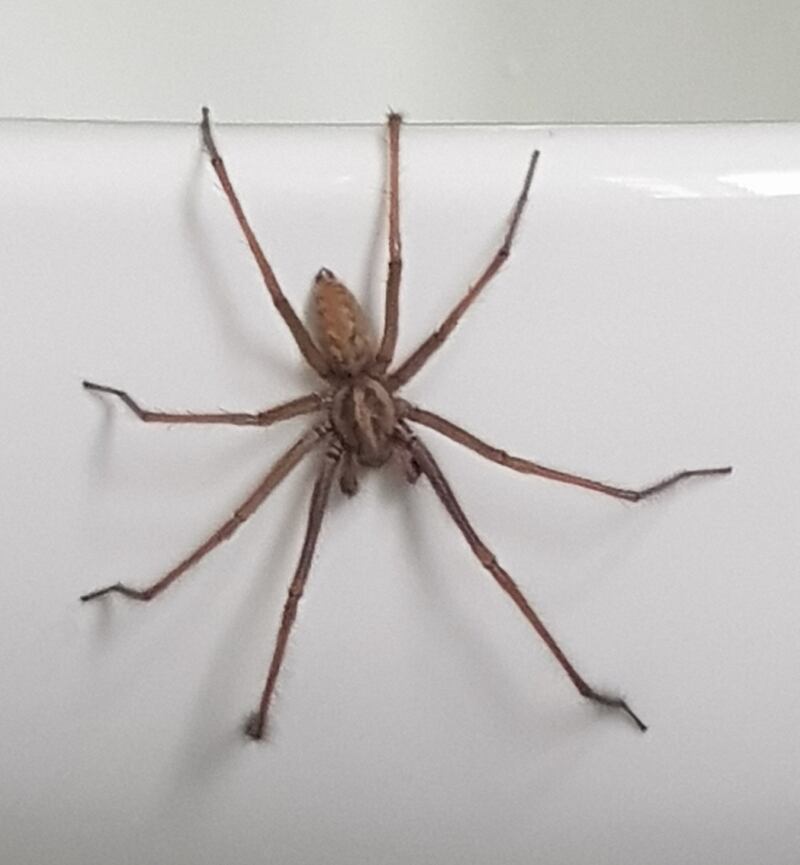 Giant house spider