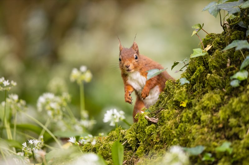 'Garlic Guardian on Patrol' taken in Ballyseedy Wood, Co Kerry, came in second place. Photograph: Karol Waszkiewicz