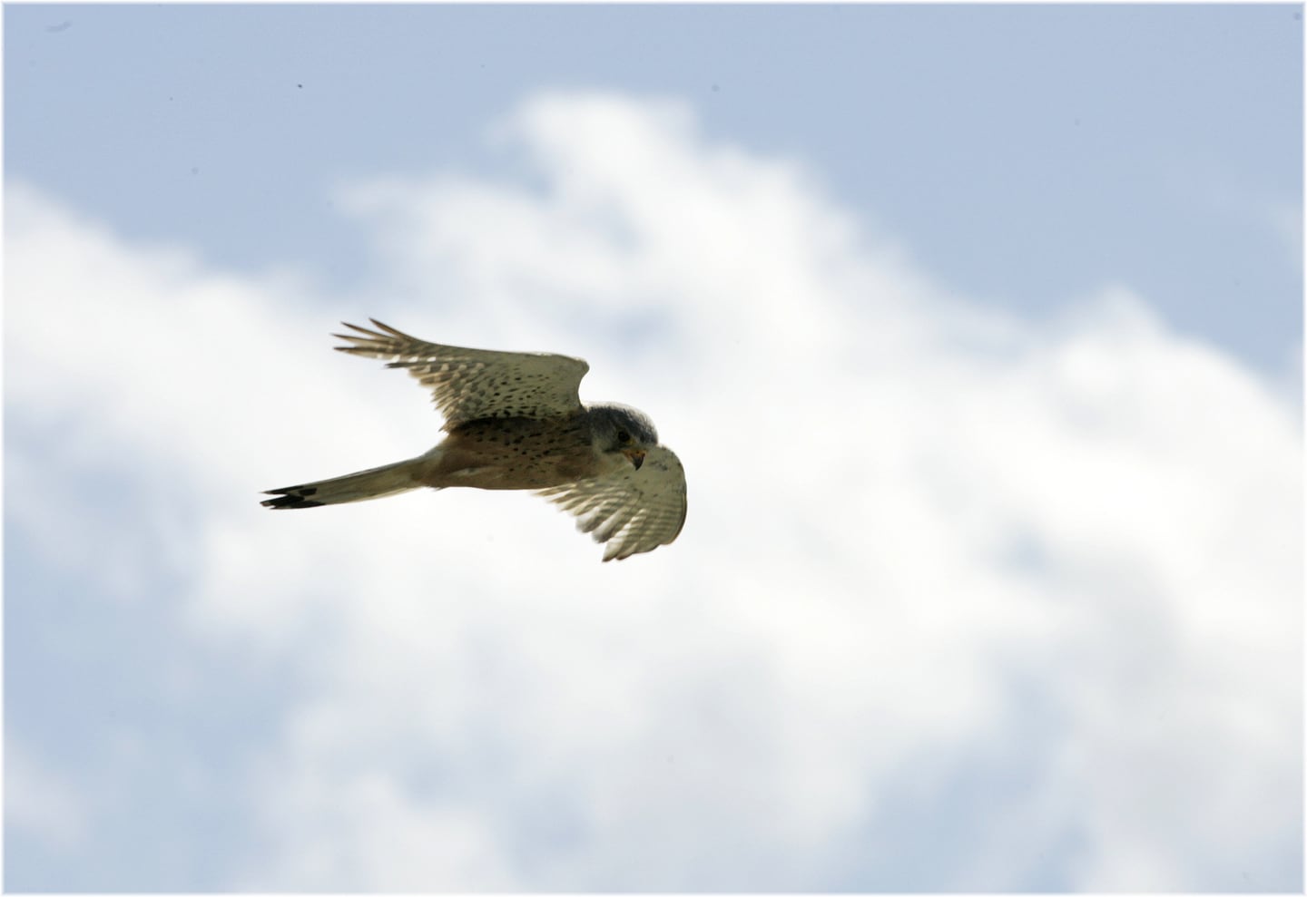 Pocaire gaoithe. grianghraf: dara mac dónaill/the irish times