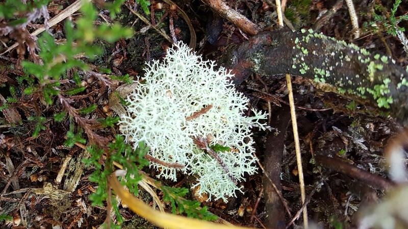 Eyes on nature: the Cladonia portentosa, or reindeer lichen, that Mike Egan found growing in small clumps among the heather on a bog in Co Westmeath