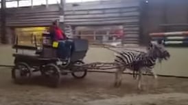 ISPCA says it found no cruelty in Co Laois Zebra case