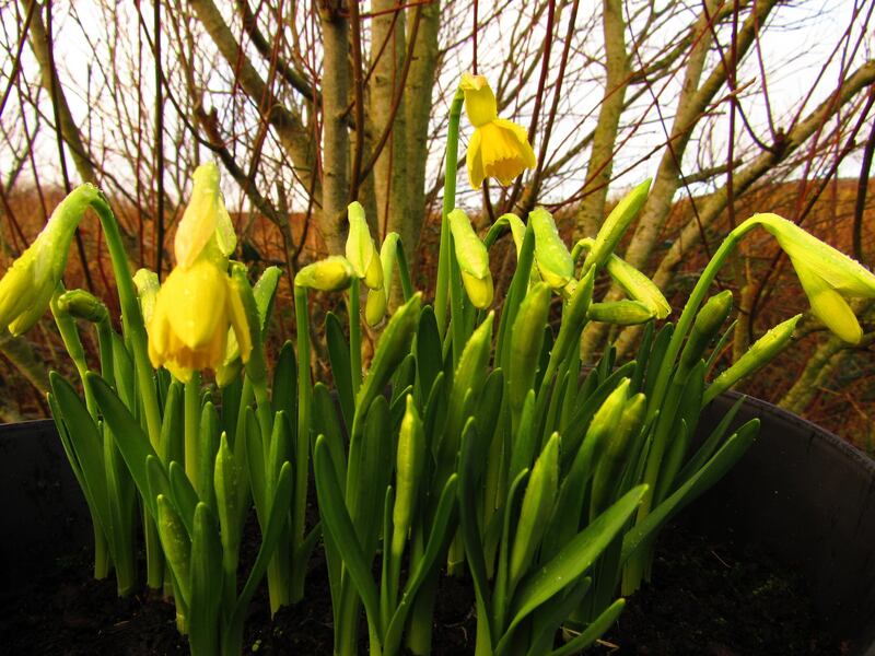 Miniature daffodils blooming at our house in Inishowen, Donegal. Photograph: Steven Barry
