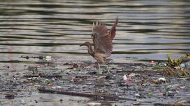 Global survey finds 63% of Irish birds are in decline