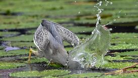 Learn to build a pond: ‘The minute you create one, wildlife comes. Instantly’