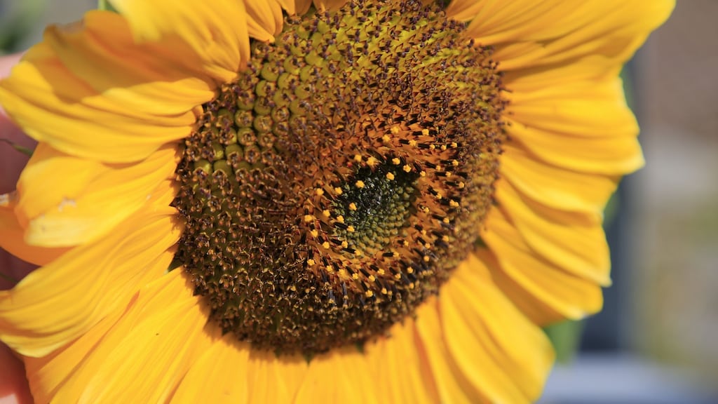 In family life, gender equality and women’s health, we have shown a determination to move forward, to change our attitudes and to show great compassion and respect. Photograph Nick Bradshaw