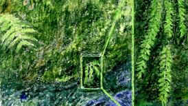 Another Life: Discovering the Kerry Mousetail Fern