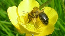 To bee or not to bee