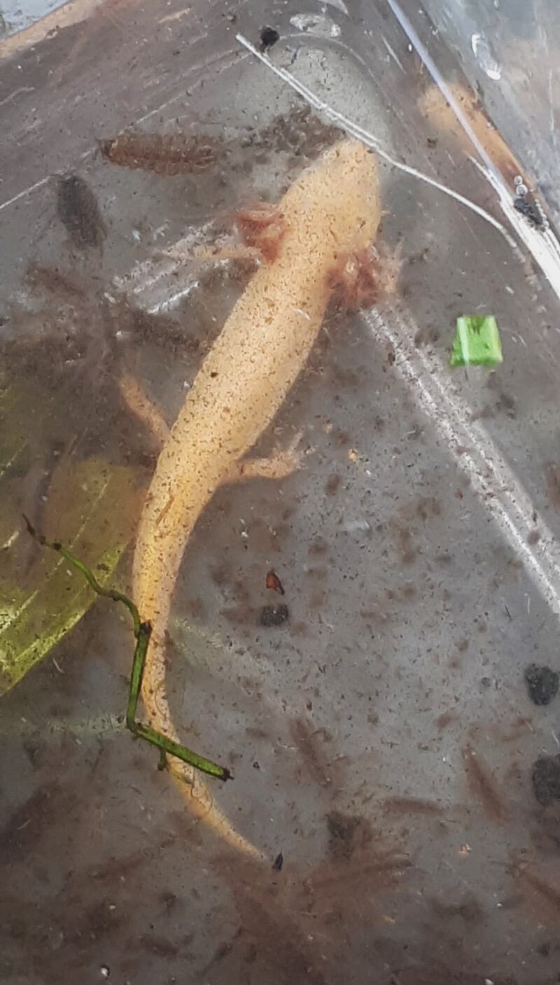 Native smooth newt in partial neoteny: It has not completed metamorphosis from tadpole to adult. Photograph: A nic an tSithigh