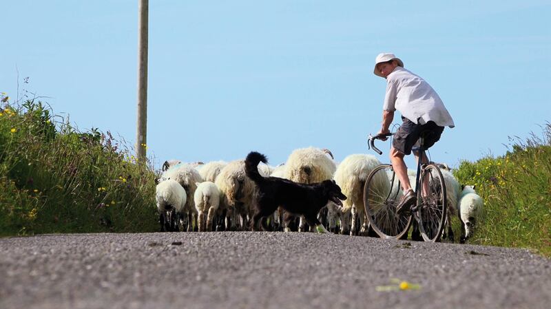 A sheep farmer and his dog guide their flock along a road on the Dingle Peninsula