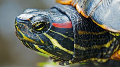 Red-eared slider turtle.