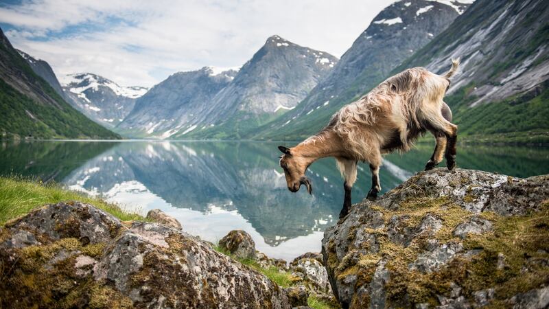 The  Sognefjord is a beautiful travel destination – made easy by the 10 National Tourist routes which criss-cross the fjords. Photograph: Sverre Hjornevik