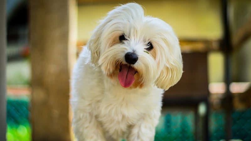 Can you really love a dog? and life’s other big questions