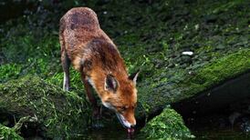 Capturing Dublin’s wild side