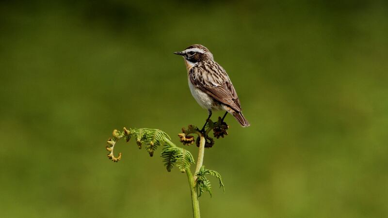 Whinchat: 80 per cent of this rare summer visitor breed in the Shannon Callows. Photograph: Dick Coombes/BirdWatch Ireland