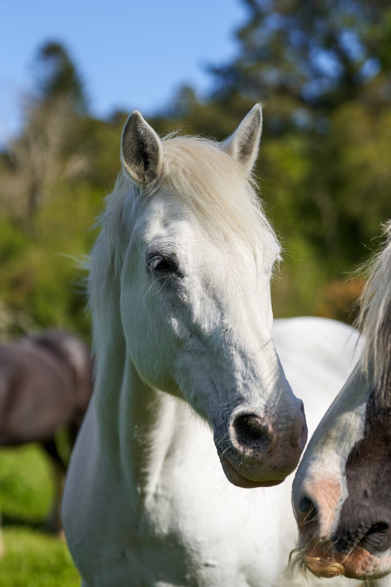 Horses at Sheen Falls Lodge Hotel in Kenmare, Co Kerry.