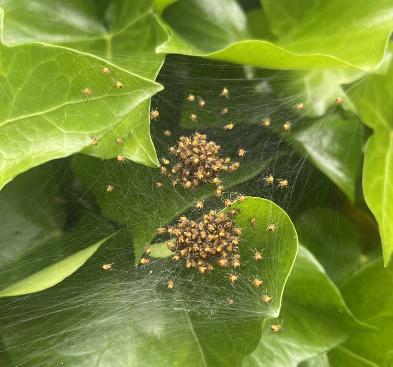 Garden spiderlings. Photograph supplied by Kevin Culhane