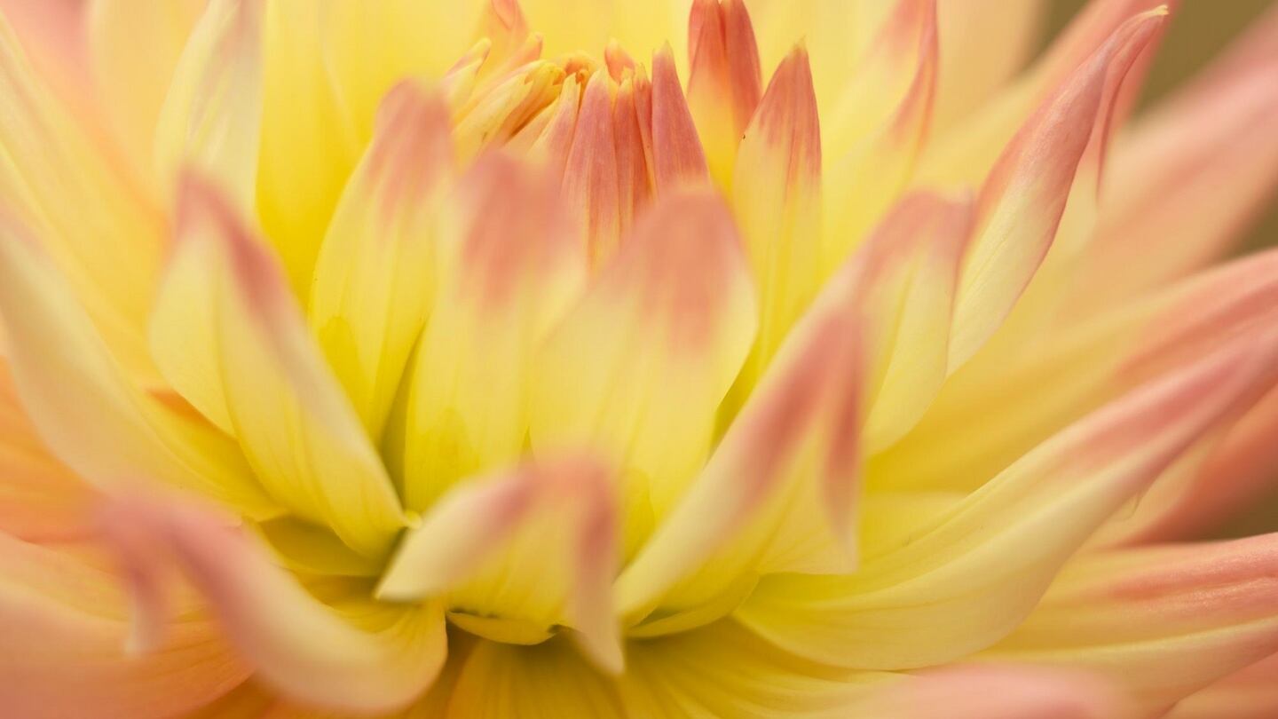 Dahlias need to be put away for the winter. Photograph: Richard Johnston