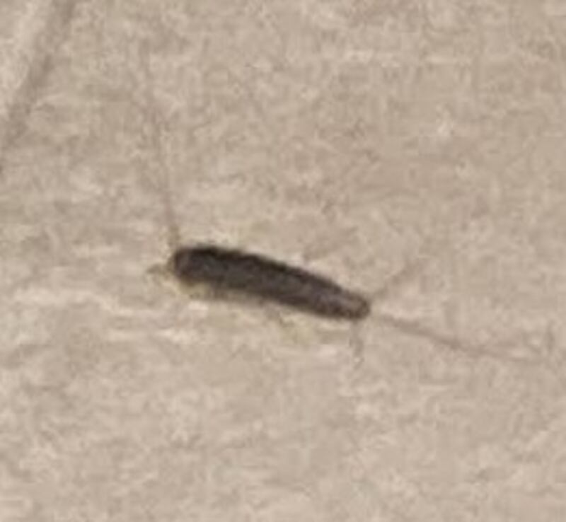 Silverfish