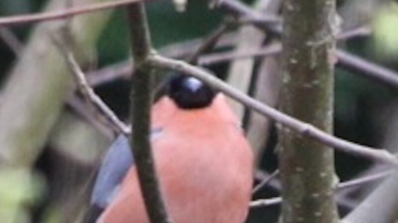 Bullfinch are found in most parts of the country
