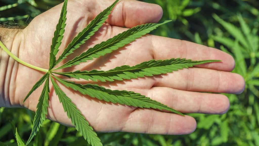 Marijuana has been legalised for medical purposes or decriminalised for personal possession in 25 US states.