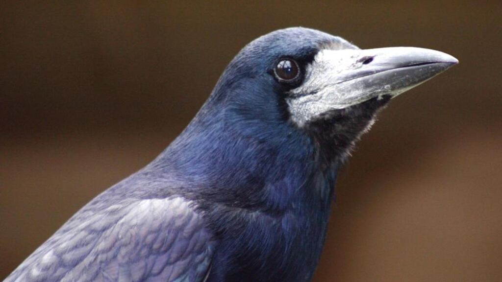 ‘The poor creatures haven’t evoved far enough to conclude anything ontological about the nature of the universe’