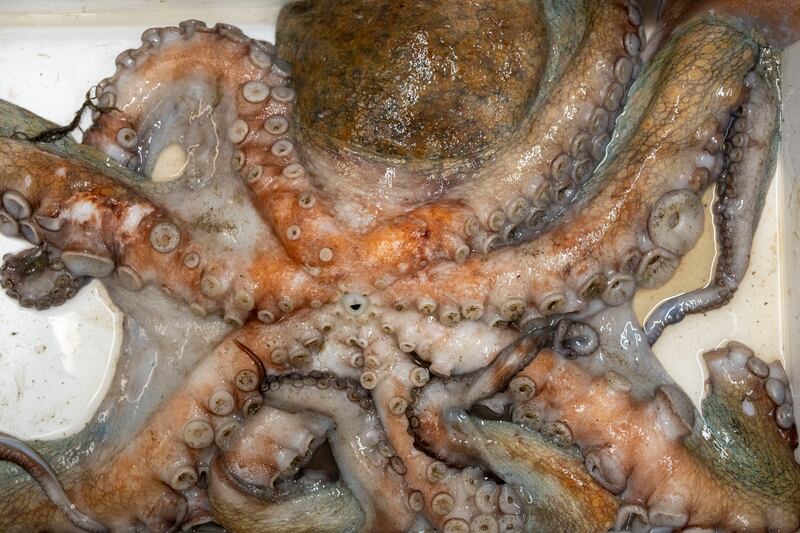 An octopus at the fish market in Brixham, England. Photograph: Andrew Testa/New York Times