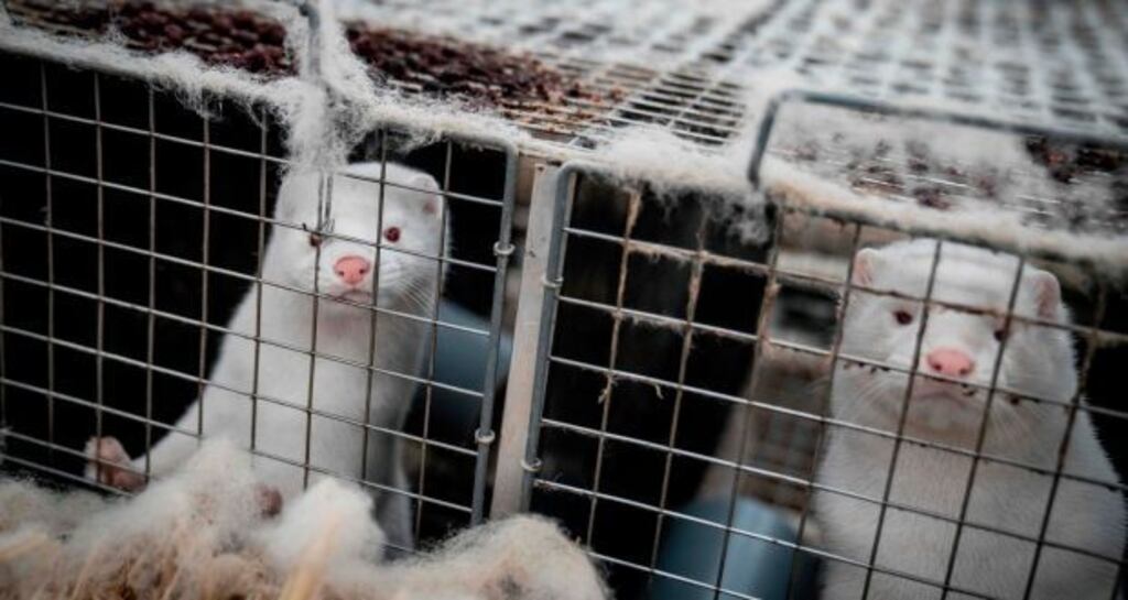 Mink look out from their cage at a farm in Denmark where a cull has also been ordered. Photograph: Mads Claus Rasmussen/Ritzau Scanpix/AFP via Getty Images