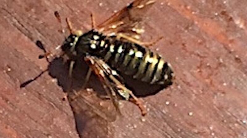 A club-horned sawfly spotted in Clonmacnoise
