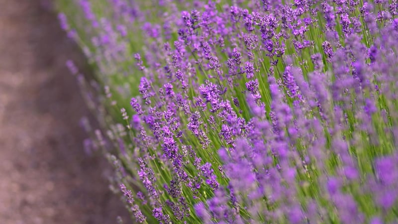 Lavender is one of those great all-rounders in the garden and April is the perfect month to plant this low-maintenance shrub. Photograph: Richard Johnston