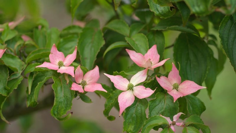 Cornus kousa var. chinenis, the Chinese dogwood flowers in early summer. Photograph: Richard Johnston