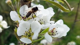 The native Irish honeybee is not extinct after all
