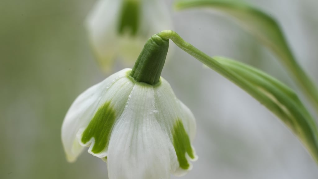 Snowdrops.