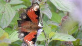 Eye on Nature: Your notes and queries for Ethna Viney