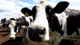 Reliance on beef and dairying makes Ireland vulnerable – climate expert