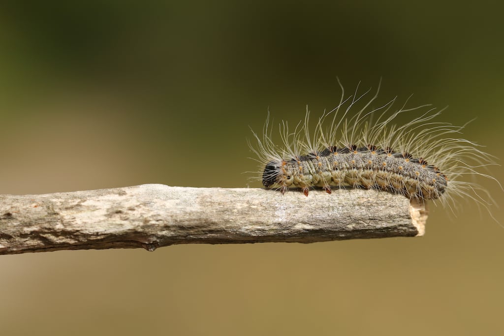 An oak processionary moth caterpillar, or Thaumetopoea processionea. Photograph: Getty