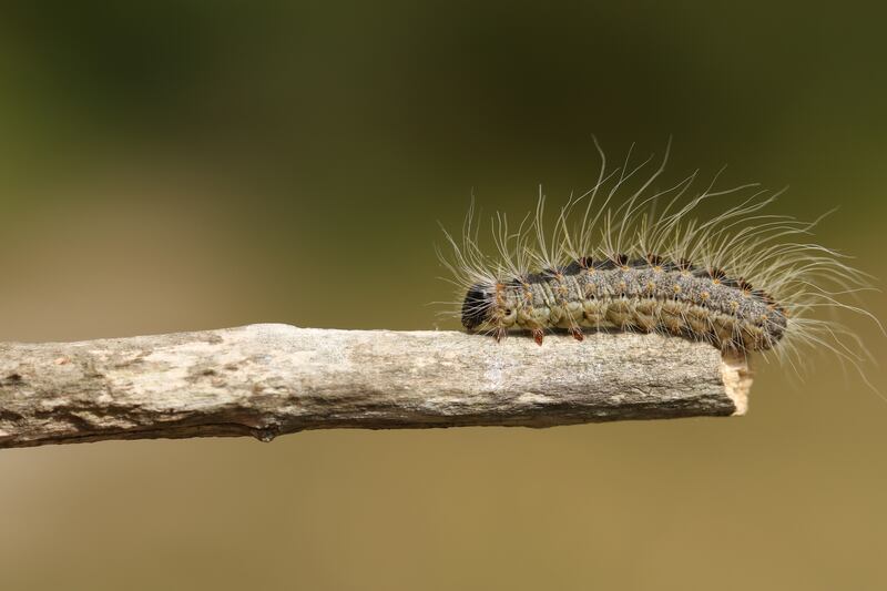 The oak processionary Moth Caterpillar, Thaumetopoea processionea, has been identified in Ireland. Photograph: Sandra Standbridge/Getty Images