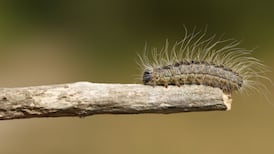 Japanese knotweed, ash dieback, Indian balsam: Understanding Ireland’s invasive species
