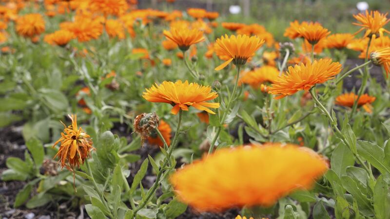 Calendula – Bord na Móna cutaway bogs