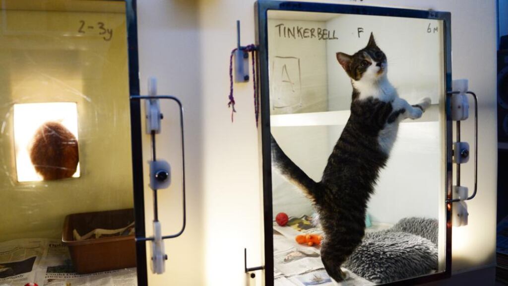 Cats in the DSPCA centre in Rathfarnham