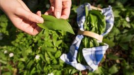 It’s wild garlic season. Here’s where to find it