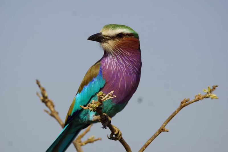 A lilac-breasted roller in Kruger National Park. Photograph: Eddie Ennis